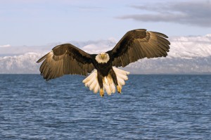 American Bald Eagle
