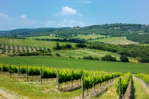 Wine fields
