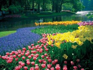 keukenhof gardens