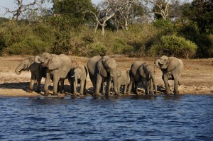 Group of African Elephants (Loxodonta africanus) drinking at the