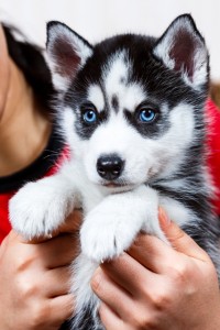 Siberian husky puppy