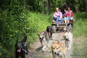 iditarod sled dogs anchorage-wasilla