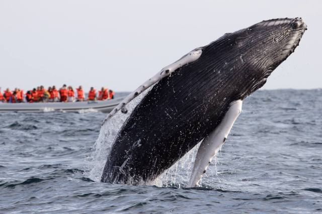 cabo-adventures-whale-watching