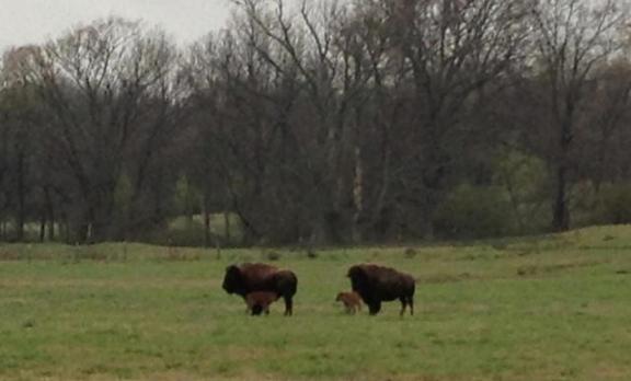 shelby-farms-park-buffalo