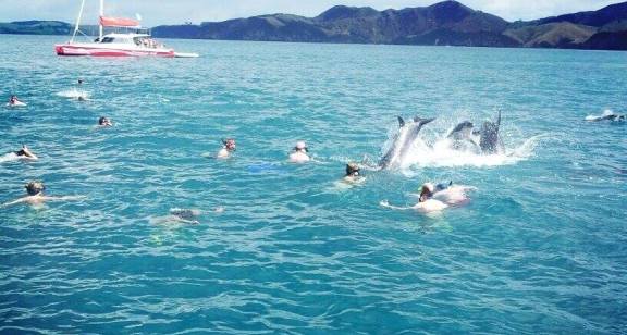 bay-of-islands-fullers-great-sights-swim-with-dolphins-05152014