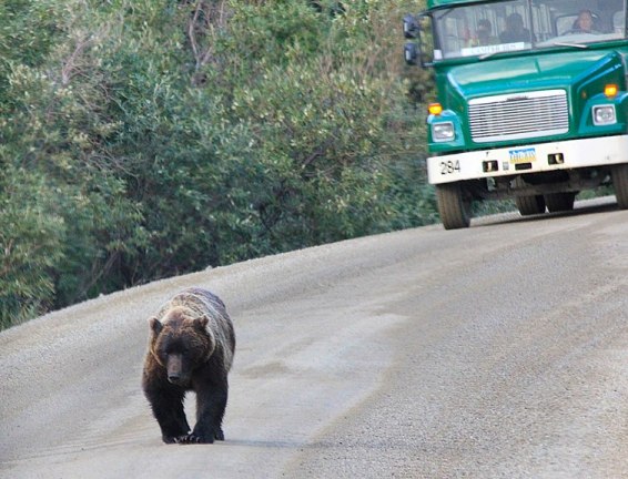 nps-denali-national-park-and-preserve-bus