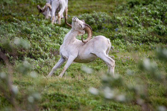 nps-denali-national-park-and-preserve-dall-sheep2