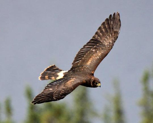 nps-denali-national-park-and-preserve-daniel-a-leifheit-hawk