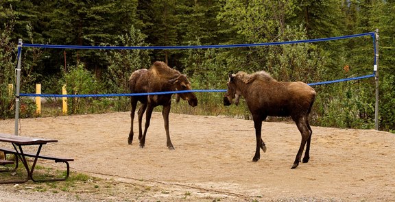 nps-denali-national-park-and-preserve-moose3