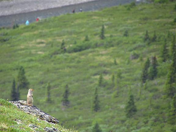 nps-denali-national-park-and-preserve-savage-loop-trail