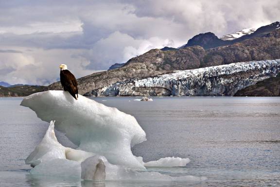 nps-glacier-bay-national-park-and-preserve-eagle-05012014-lo - Alaska Cruise