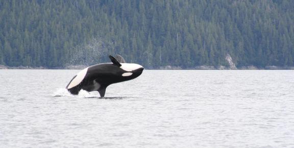 nps-glacier-bay-national-park-and-preserve-killer-whale-05012014-lo - Alaska Cruise