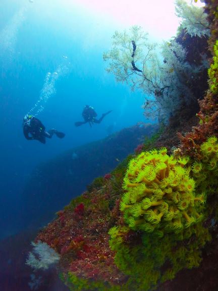 descend-scuba-diving-milford-sound-coral-reef-06022014