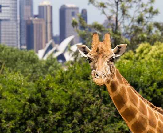 Taronga Zoo, Sydney, Australia Giraffes with a fabulous view of Sydney