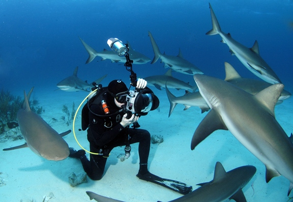 Stuart Cove's Extreme Shark Adventure in Nassau, Bahamas stuart-coves-dive-bahamas-swim-with-sharks-07142014