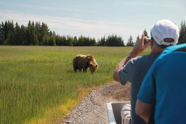 Bear viewing in Anchorage, Alaska alaska-org-anchorage-bear-viewing-09192014