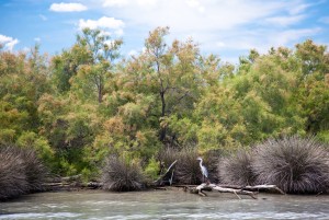 Camargue-National Park