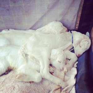 Maui-Surfing-Goat-Dairy-4