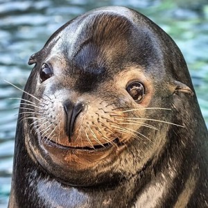 Photo Courtesy of Aquarium of the Pacific & Robin Riggs