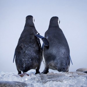 Aquarium-of-the-pacific