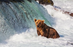 Nature Lovers Enjoy the Artic Wilderness on a Cruise to Alaska