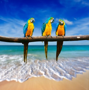 three parrots (Blue-and-Yellow Macaw (Ara ararauna) also known a