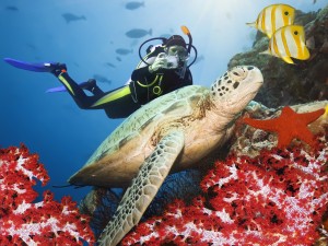 Great Barrier Reef Diving 2