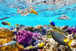 Great Barrier Reef