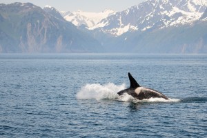 Alaska Cruise Deal