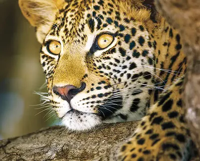 AmaWaterways River Cruise - Cape Town to Johannesburg