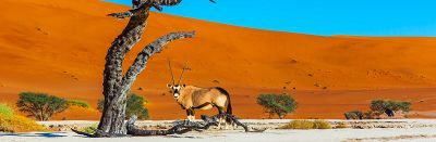 AmaWaterways River Cruise - Johannesburg to Chobe River