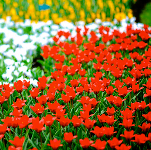 Avalon Waterways River Cruise - Amsterdam to Basel