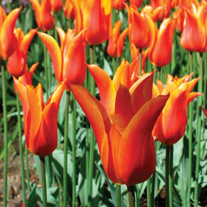 Avalon Waterways River Cruise - Amsterdam to Amsterdam