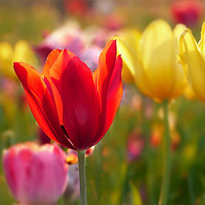 Avalon Waterways River Cruise - Amsterdam to Brussels