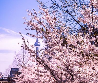 Victory Cruise Lines River Cruise - Montréal to Chicago