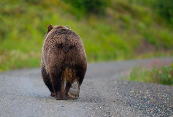 Tips for spotting animals in Denali National Park