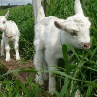 Maui-Surfing-Goat-Dairy