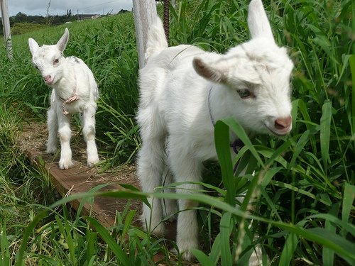 Maui-Surfing-Goat-Dairy