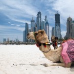 Enjoy luxury on your Cruise to Dubai