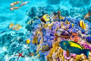 Great Barrier Reef Cruises