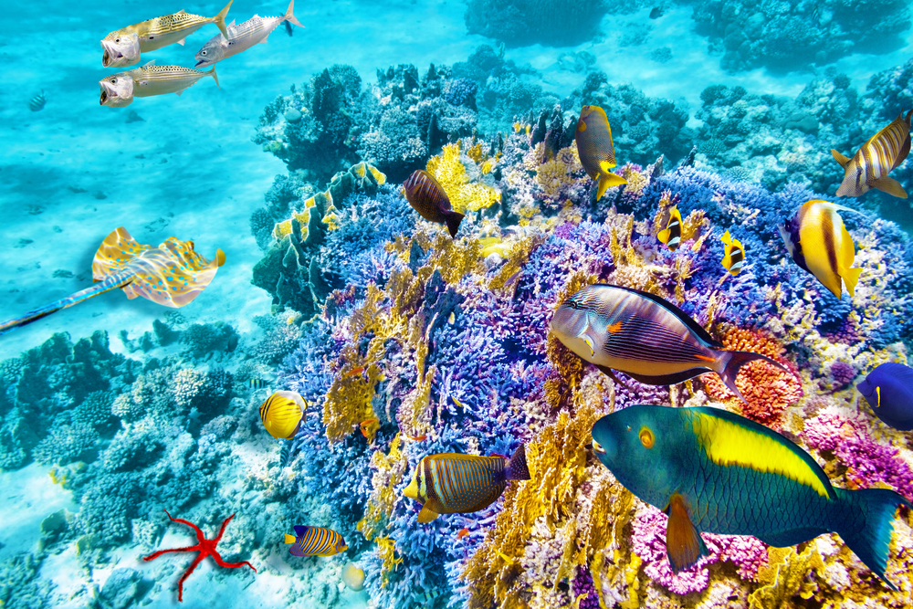 The Great Barrier Reef Gbr