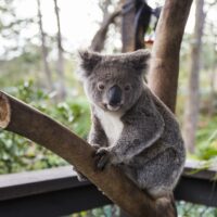 things to do in sydney