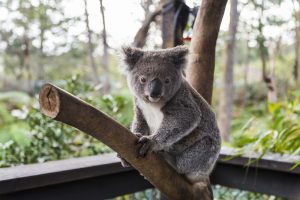  things to do in sydney