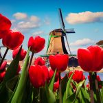 Tulip Season in Amsterdam