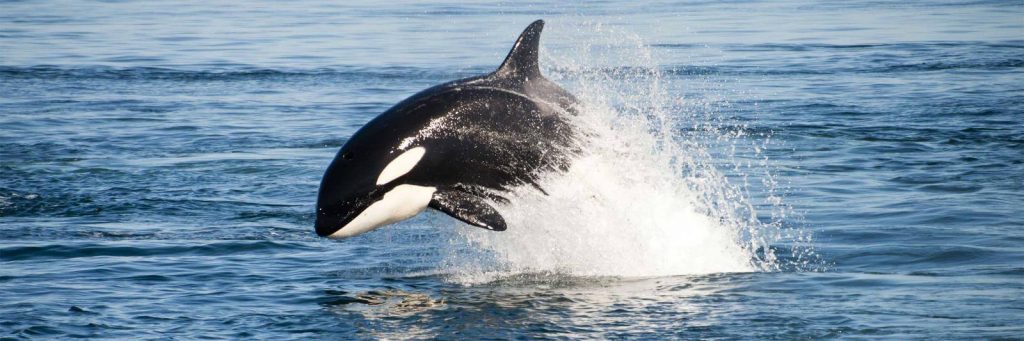 american cruise lines ships