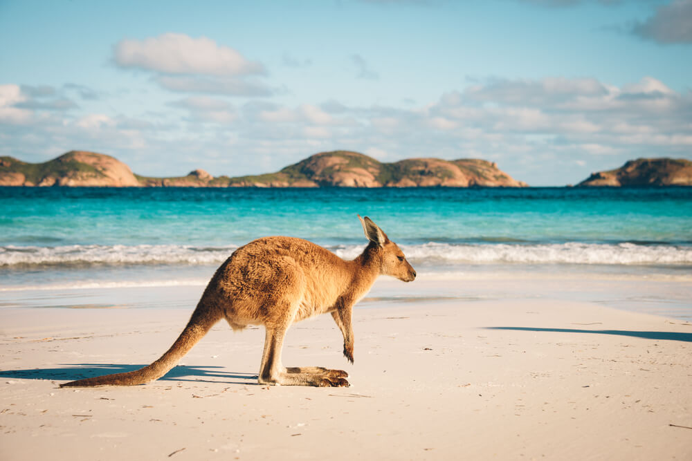 cruise to australia