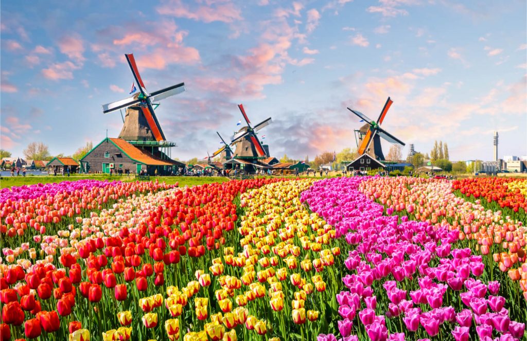 Tulip River Cruise in Amsterdam