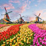 Tulip River Cruise in Amsterdam