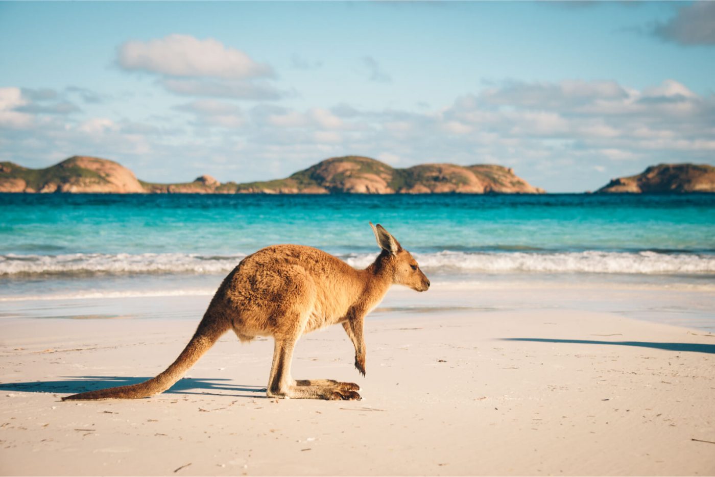 cruise to australia for wildlife
